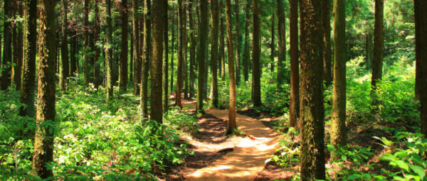 The Life Journeys of a Disciple