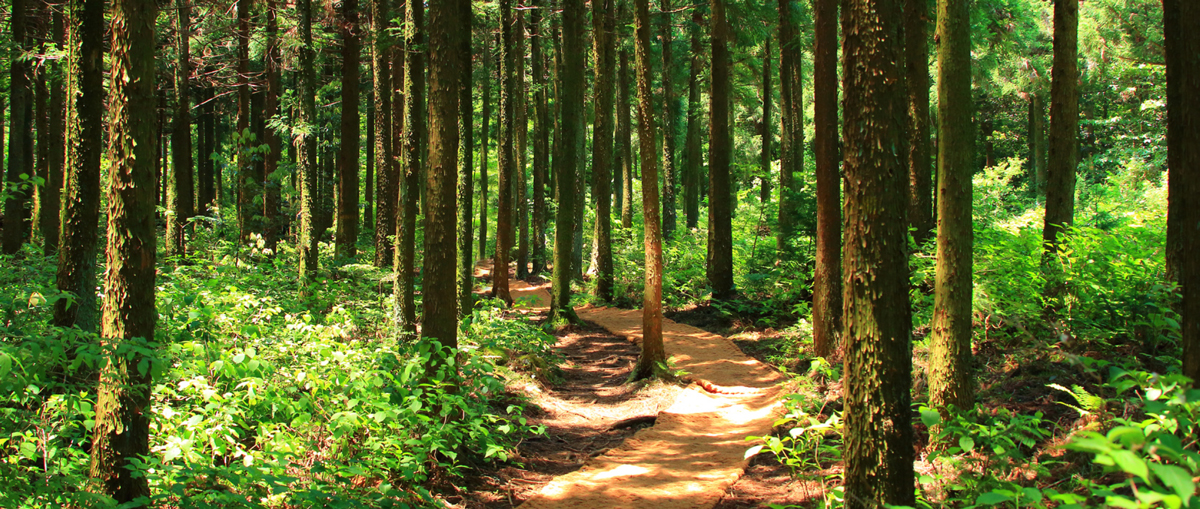 The Life Journeys of a Disciple